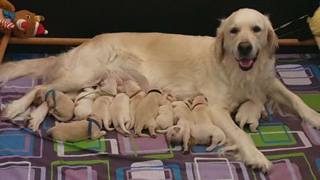 Golden Retriever for sale by SHAMROTHGOLD