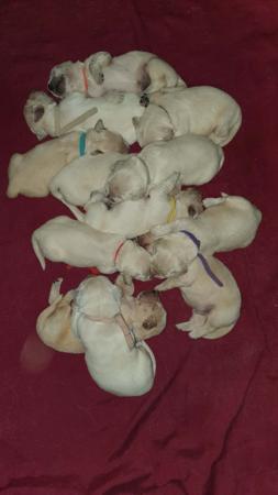 Golden Retriever for sale by SHAMROTHGOLD