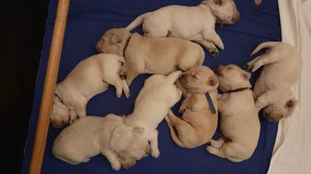 Golden Retriever for sale by SHAMROTHGOLD