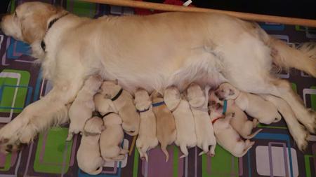 Golden Retriever for sale by SHAMROTHGOLD