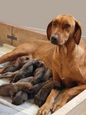 Rhodesian Ridgeback puppy for sale by MAGOMBE19