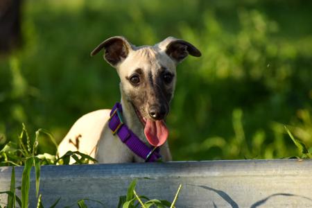 Whippet for sale by CTRAIL