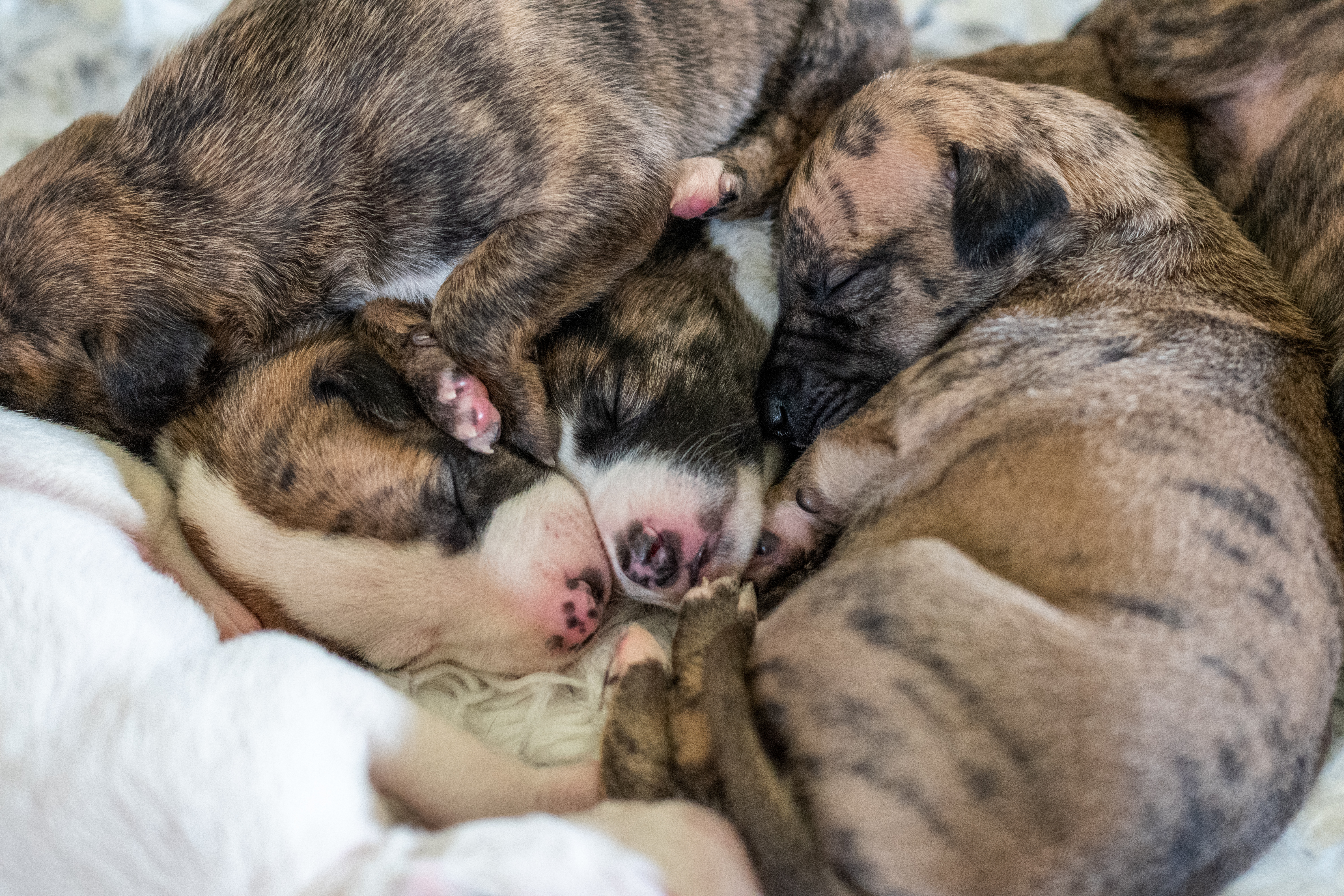 Whippet puppy for sale by CTRAIL