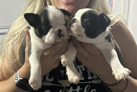 Boston Terrier puppy for sale by PERFECTLY