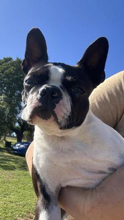 Boston Terrier dog for sale by PERFECTLY