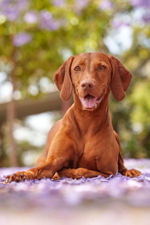 Hungarian Vizsla for sale by LOCKMERE
