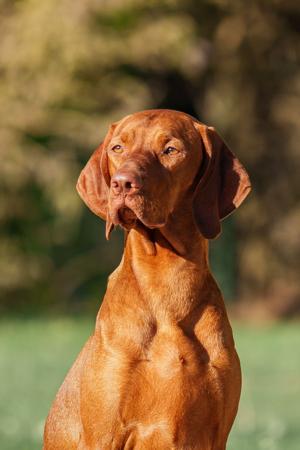 Hungarian Vizsla for sale by BATOROK
