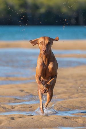 Hungarian Vizsla for sale by BATOROK