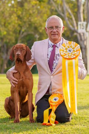 Hungarian Vizsla for sale by BATOROK