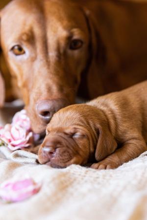 Hungarian Vizsla for sale by BATOROK