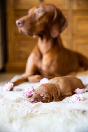Hungarian Vizsla for sale by BATOROK