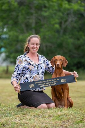 Hungarian Vizsla for sale by BATOROK