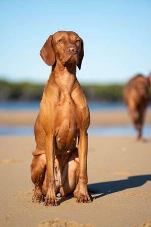 Hungarian Vizsla for sale by BATOROK