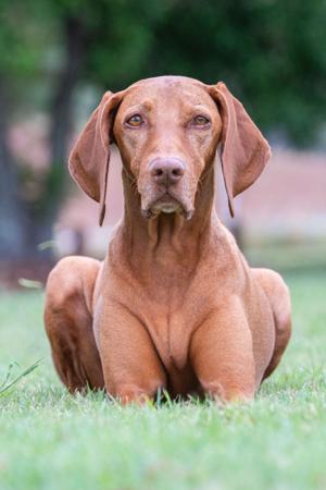 Hungarian Vizsla for sale by BATOROK