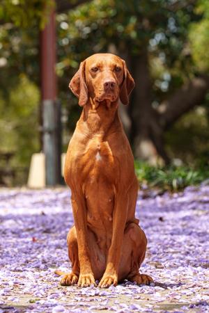 Hungarian Vizsla for sale by BATOROK