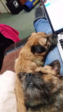 Border Terrier for sale by LISGAR