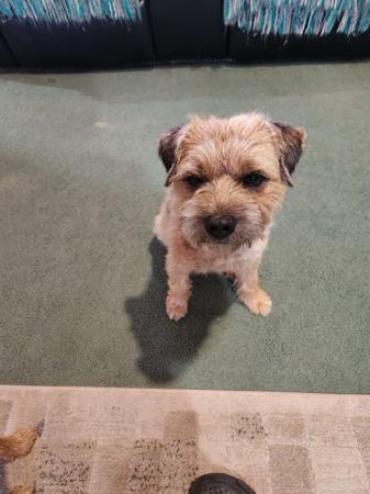 Border Terrier for sale by LISGAR