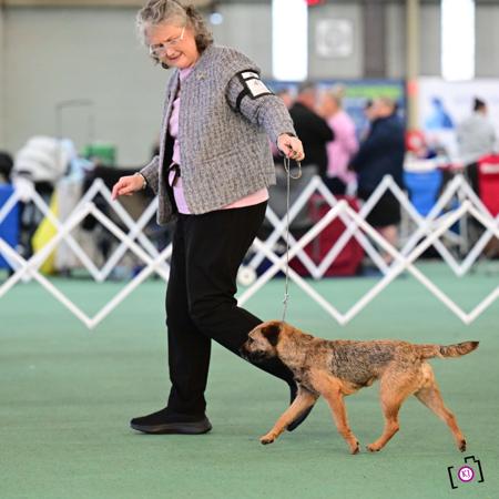 Lisgar Summer Rose (AI) SWN Border Terrier