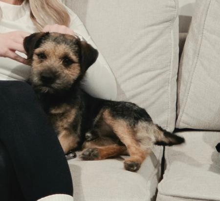 Lisgar Life Of Brian (ai) Border Terrier