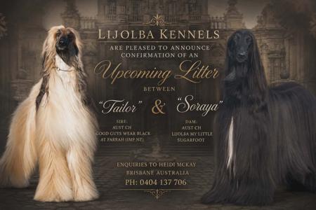 Afghan Hound puppy for sale by ARRAWLE