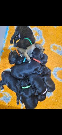 Afghan Hound puppy for sale by ARRAWLE