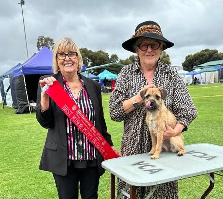 Border Terrier for sale by SAPHYR