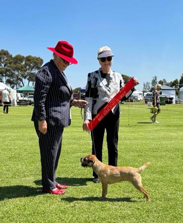 Border Terrier for sale by SAPHYR