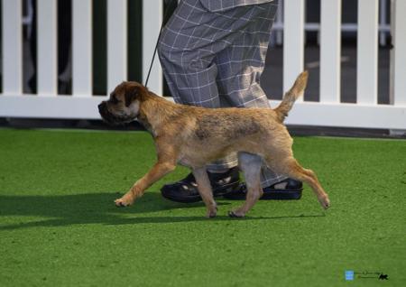 Border Terrier for sale by SAPHYR