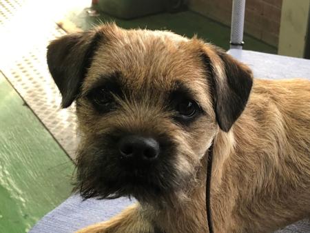 Border Terrier for sale by SAPHYR