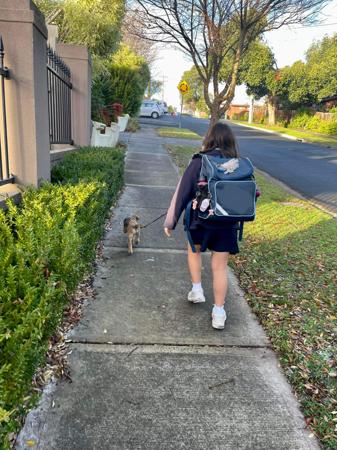 Border Terrier for sale by SAPHYR