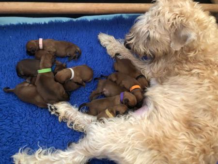 Soft Coated Wheaten Terrier puppy for sale by FREYA