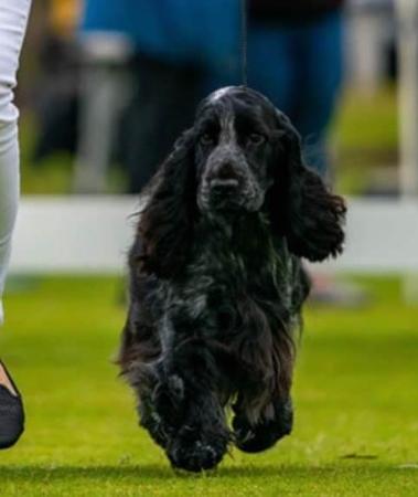 Cocker Spaniel for sale by JOBAIR
