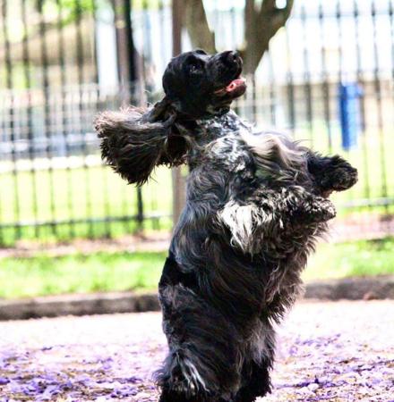 Cocker Spaniel for sale by JOBAIR