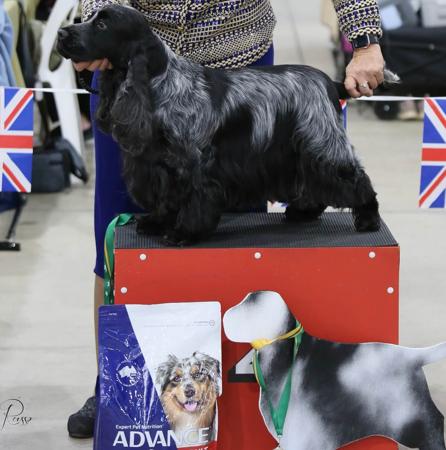 Cocker Spaniel for sale by JOBAIR