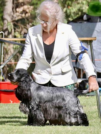 Cocker Spaniel for sale by 6100044522