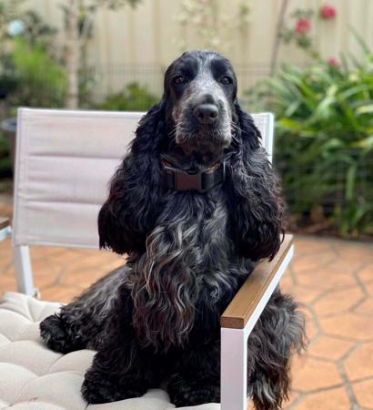 Cocker Spaniel for sale by JOBAIR