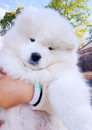 Samoyed puppy for sale by HELEN026