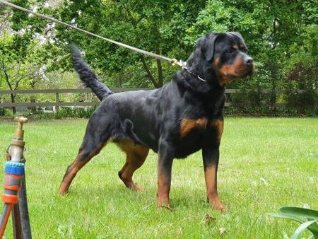 Rottweiler dog for sale by SHOGUNATE