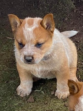 Australian Cattle Dog for sale by EASTAUSSIE
