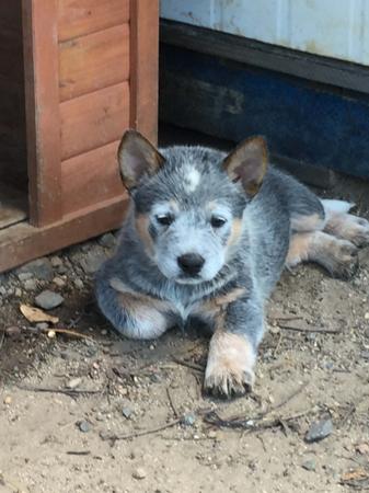 Australian Cattle Dog for sale by EASTAUSSIE