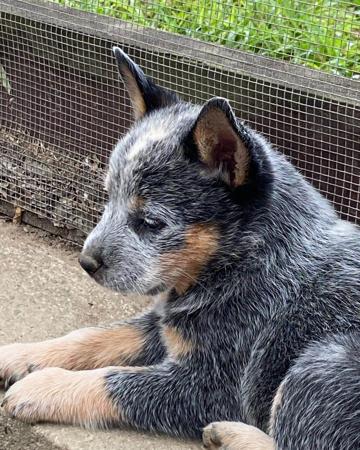 Australian Cattle Dog for sale by EASTAUSSIE