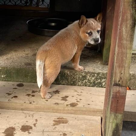 Australian Cattle Dog for sale by EASTAUSSIE