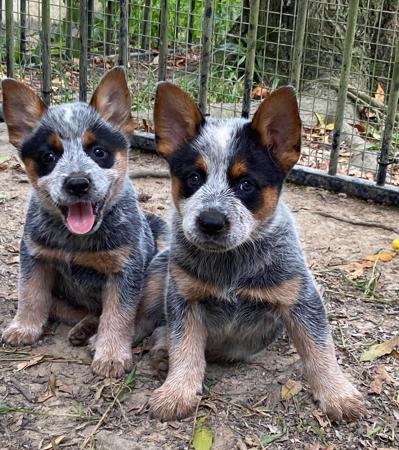 Australian Cattle Dog for sale by EASTAUSSIE