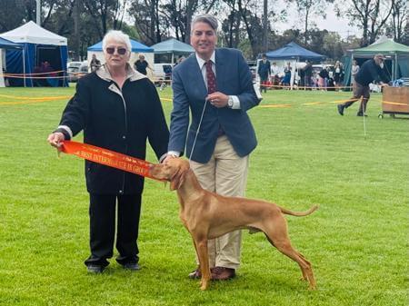 Hungarian Vizsla Puppies for Sale in Australia
