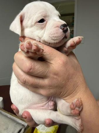 Staffordshire Bull Terrier puppy for sale by CHAINMAKERS