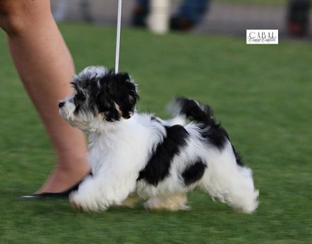 Havanese for sale by EDINGLEN