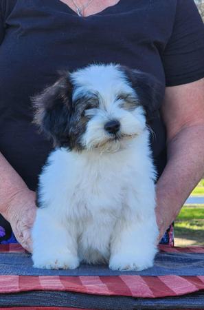 Havanese for sale by EDINGLEN