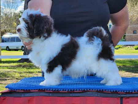 Havanese for sale by EDINGLEN