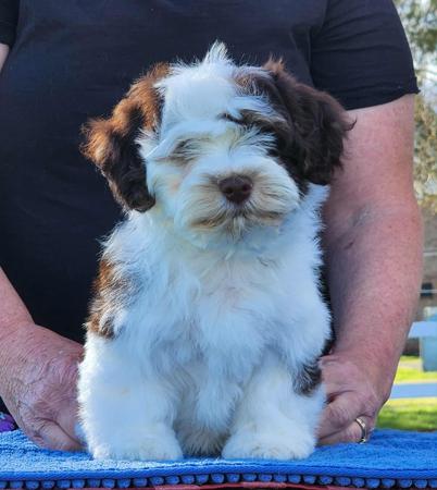 Havanese for sale by EDINGLEN