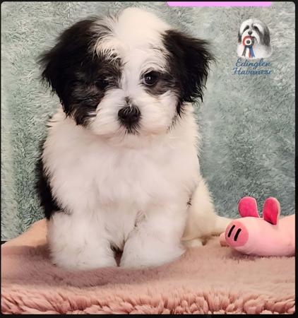 Havanese for sale by EDINGLEN